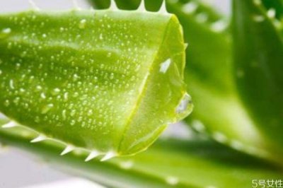 ​芦荟胶白天可以用吗 芦荟胶白天用会变黑吗
