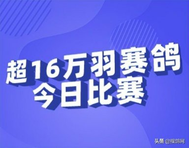 ​津冀两地超16万羽赛鸽今天放飞