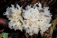 银耳蒂可以吃吗?银耳蒂的功效与作用