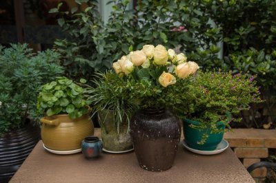 ​风水中最招财的植物，客厅养什么植物风水好