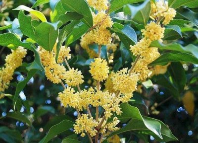 ​桂花需要阳光吗（喜阳光的花卉桂花养护要点）