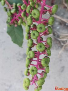 ​商陆的功效与作用 商陆图片植物图片