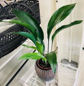 ​一盆“假兰花”，一枝一个叶，开花像“蜘蛛蛋”，比吊兰还好养