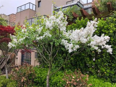 ​丁香怎么嫁接