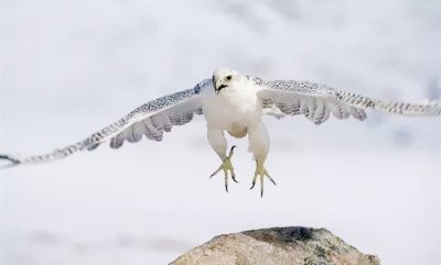 ​海东青是什么（万鹰之神——海东青）