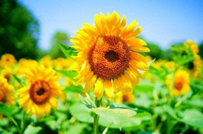 ​北京奥森公园向日葵大面积绽放 宛如梵高油画