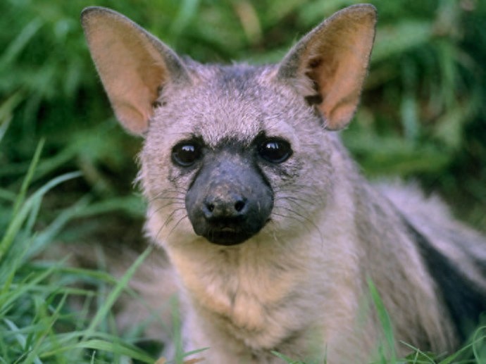 特化的食蚁动物——土狼