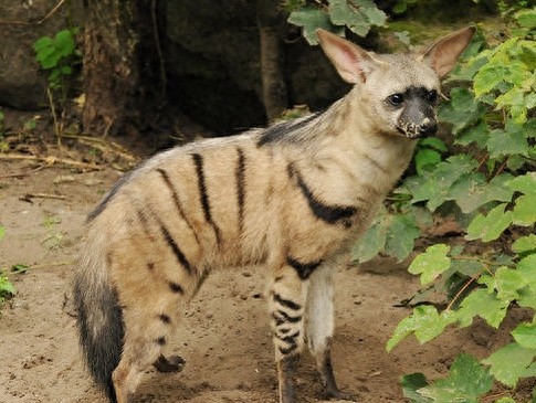 特化的食蚁动物——土狼