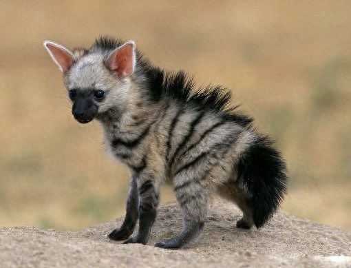 特化的食蚁动物——土狼