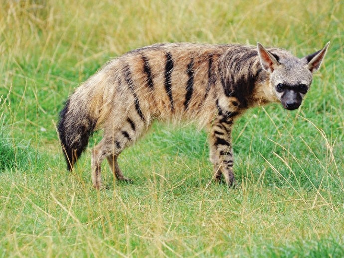 特化的食蚁动物——土狼