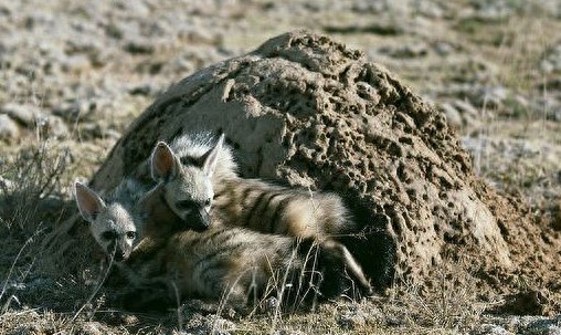 特化的食蚁动物——土狼