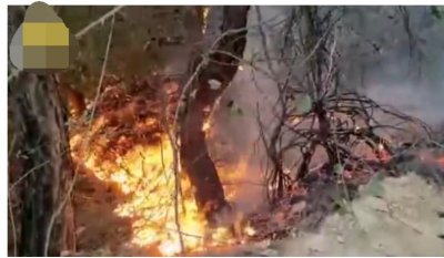 ​刑拘！村民上坟引燃202亩林地，网友“放火烧山，牢底坐穿”