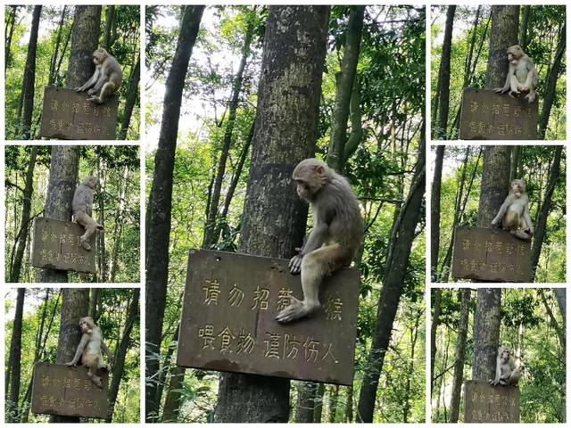 张家界的特色地貌是(什么是张家界地貌)(19)