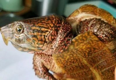 ​有着千年历史的活宝，大山里的活化石，也是国家一级保护动物