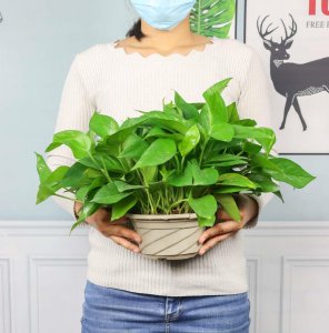 ​绿萝水里放什么长得好