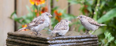 ​山麻雀吃什么食物