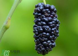 桑葚为什么有酒味?桑葚有酒味可以吃吗? 桑葚为什么有酒味?桑葚有酒味可以吃吗?