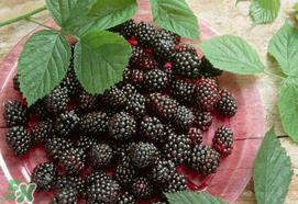 桑葚为什么有酒味?桑葚有酒味可以吃吗? 桑葚为什么有酒味?桑葚有酒味可以吃吗?