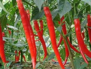 辣椒变红能吃吗？辣椒为什么会变红？