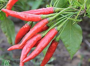 辣椒变红能吃吗？辣椒为什么会变红？