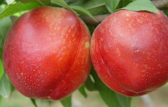 突围桃是水蜜桃吗?突围桃有什么特点 突围桃是水蜜桃吗?突围桃有什么特点