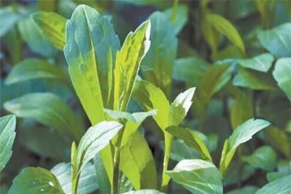 马兰头是什么季节的蔬菜 马兰头几月份有