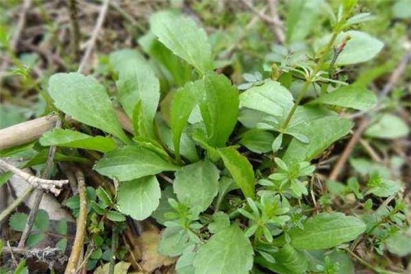 马兰头是什么季节的蔬菜 马兰头几月份有