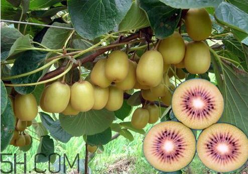 红心猕猴桃软了才能吃吗 红心猕猴桃怎么变软