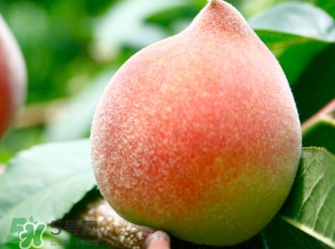 脆桃是什么品种?脆桃什么时候上市 脆桃是什么品种?脆桃什么时候上市
