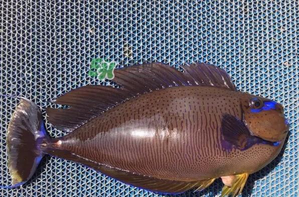 剥皮鱼是什么鱼?剥皮鱼是深海鱼吗 剥皮鱼是什么鱼?剥皮鱼是深海鱼吗