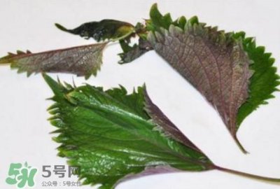​新鲜紫苏叶怎么吃？紫苏叶的吃法