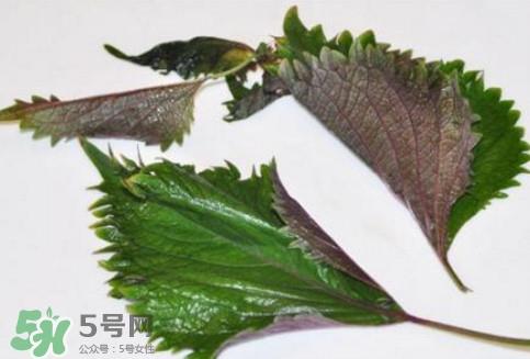 新鲜紫苏叶怎么吃？紫苏叶的吃法