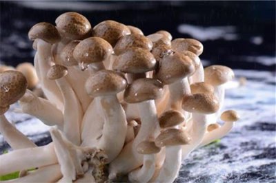 ​蟹味菇适合减肥吗 蟹味菇减肥可以吃吗