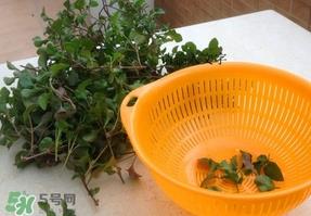 吃枸杞叶会过敏吗?吃枸杞叶会不会过敏 吃枸杞叶会过敏吗?吃枸杞叶会不会过敏