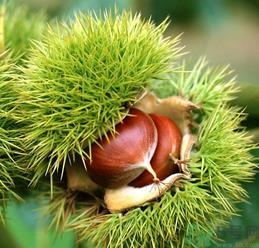 吃板栗会便秘吗?板栗吃多了会便秘吗? 吃板栗会便秘吗?板栗吃多了会便秘吗?