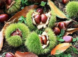 吃板栗会便秘吗?板栗吃多了会便秘吗? 吃板栗会便秘吗?板栗吃多了会便秘吗?