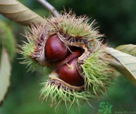 吃板栗会便秘吗?板栗吃多了会便秘吗? 吃板栗会便秘吗?板栗吃多了会便秘吗?