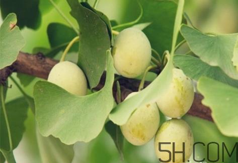 白果为什么是苦的 白果苦能吃吗 白果为什么是苦的 白果苦能吃吗