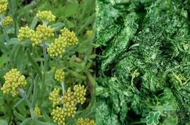 清明草能吃吗?清明草花可以吃吗? 清明草能吃吗?清明草花可以吃吗?