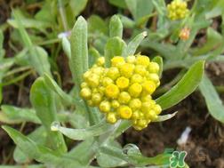 清明草能吃吗?清明草花可以吃吗? 清明草能吃吗?清明草花可以吃吗?