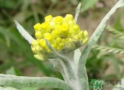 清明草能吃吗?清明草花可以吃吗? 清明草能吃吗?清明草花可以吃吗?