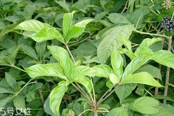 刺五加是什么?什么是刺五加? 刺五加是什么?什么是刺五加?