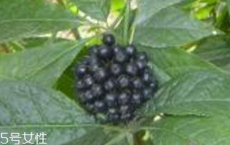 刺五加是什么?什么是刺五加? 刺五加是什么?什么是刺五加?