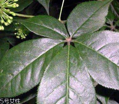 刺五加是什么?什么是刺五加? 刺五加是什么?什么是刺五加?