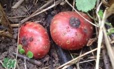 野地瓜滕熬水吃能治疗什么病？野地瓜怎么吃