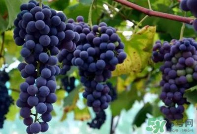 ​夏黑葡萄为什么掉色？夏黑葡萄怎么会染色？