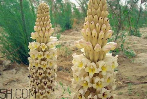 肉苁蓉是什么味道 肉苁蓉为什么是咸的 肉苁蓉是什么味道 肉苁蓉为什么是咸的