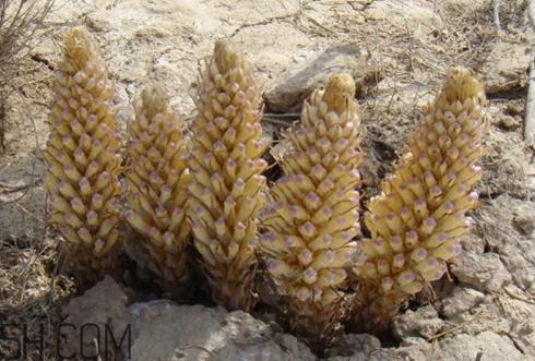 肉苁蓉是什么味道 肉苁蓉为什么是咸的 肉苁蓉是什么味道 肉苁蓉为什么是咸的