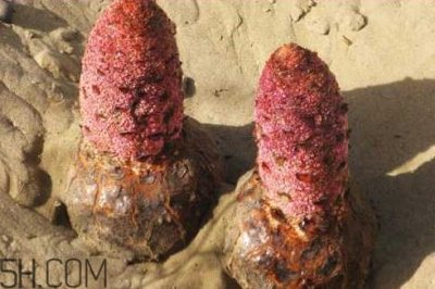 ​肉苁蓉是什么味道 肉苁蓉为什么是咸的