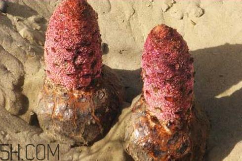 肉苁蓉是什么味道 肉苁蓉为什么是咸的 肉苁蓉是什么味道 肉苁蓉为什么是咸的